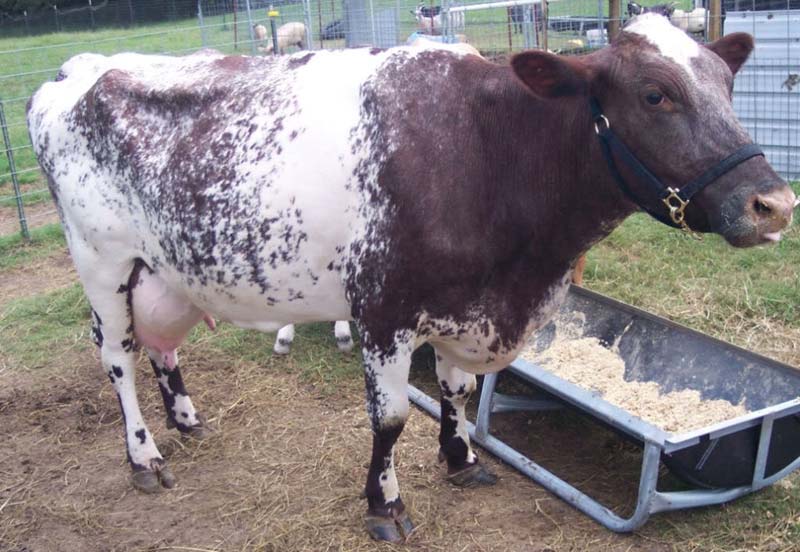 Milking Shorthorn cattle