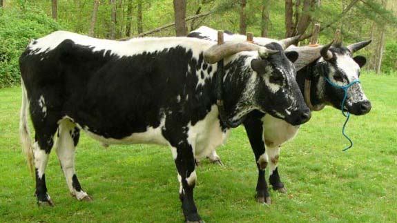 Murnau Werdenfels Cow