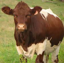 Pinzgauer Cow
