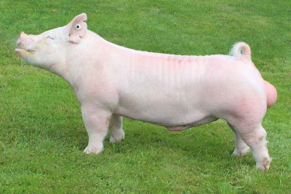 Yorkshire boar: Buzz Saw
