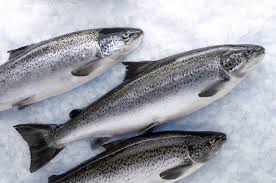 frozen salmon