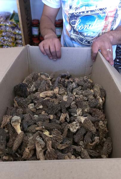 Himachal Products Natural Morchella Esculenta-morel Mushroom, Style : wild