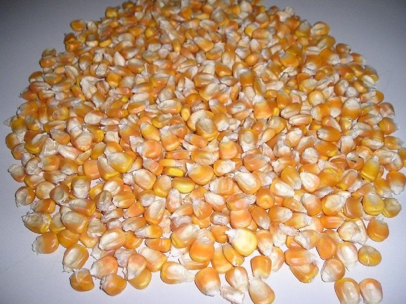 maize seeds