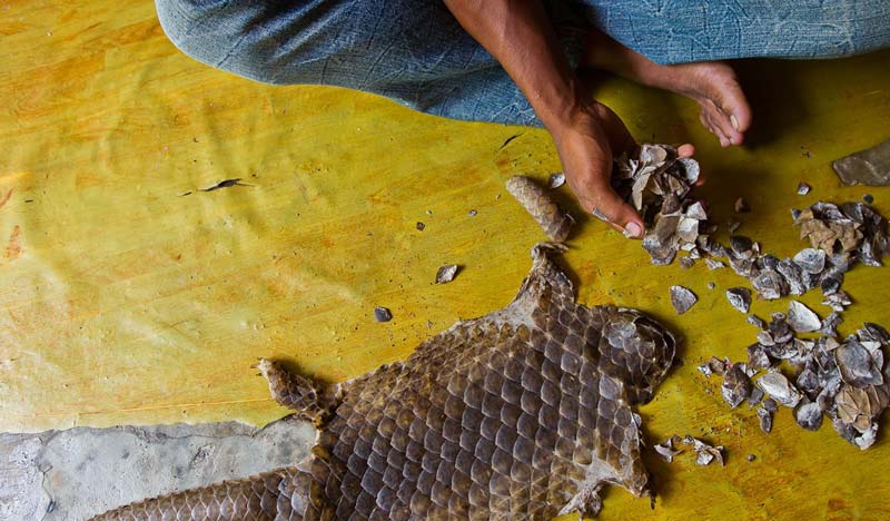 Pangolin Skin