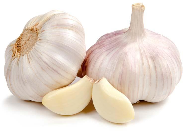 fresh garlic