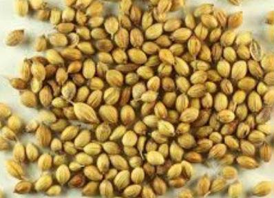 Agricultural Seeds at Best Price in Chennai