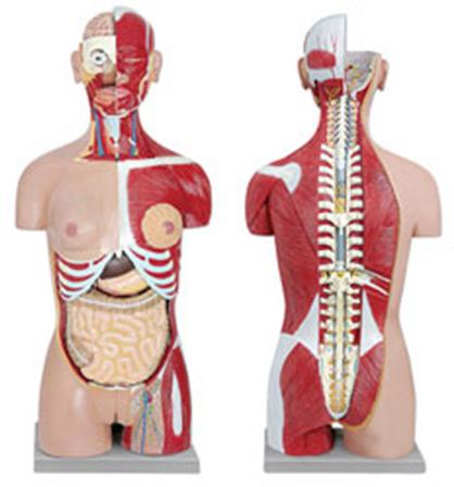 Human Torso with Interchangeable Sex Organs, Model Number : DRS-102