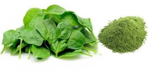 palak powder