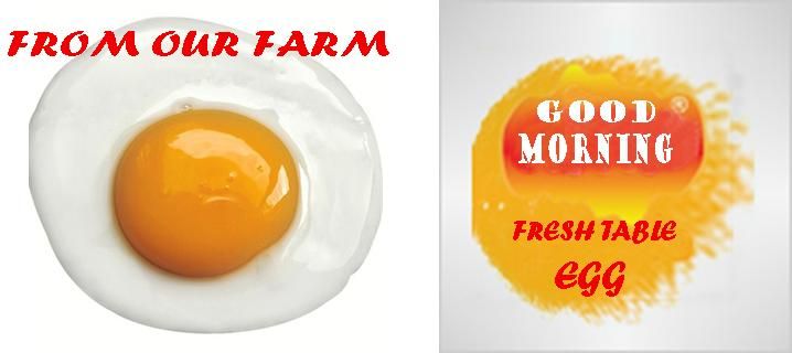 Fresh Table Egg