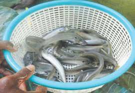 Chital Fish Seeds, Style : Alive