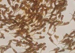 Common Carp Fish Seeds, Style : Alive