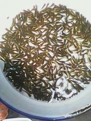 Natural Grass Carp Fish Seeds, Style : fresh