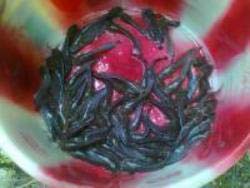 Mrigal Fish Seeds, Style : Fresh