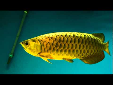 24k Gold Arowana Fish  Buy gold arowana fish  for best price 