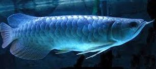  Blue Arowana Fish  by Universal Fish  Farm blue  arowana  