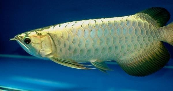 premium arowana