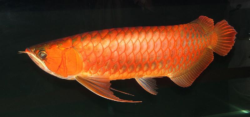 orange arowana