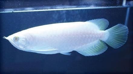 white arowana fish