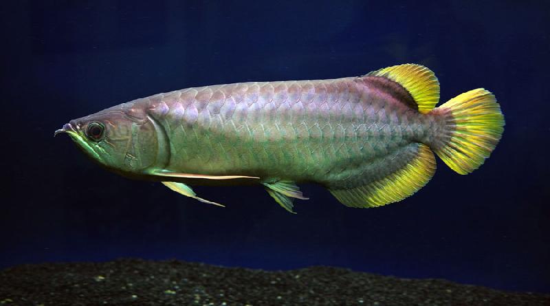 golden tail arowana