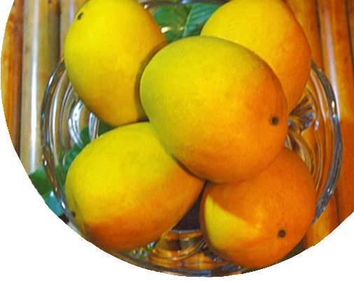 Common alphonso mango, for Direct Consumption, Juice Making, Packaging Type : Corrugated Box