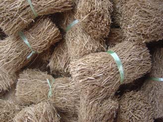 vetiver root