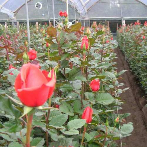 Dutch Rose Plant