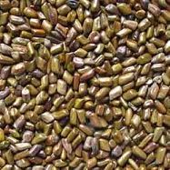 Organic Cassia Tora Seeds, for Cosmetic, Medicine, Packaging Size : 1kg, 25kg, 30kg, 500gm750gm