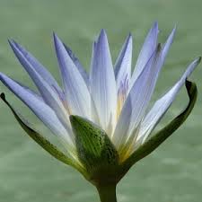 Blue lotus absolute, Purity : 100%