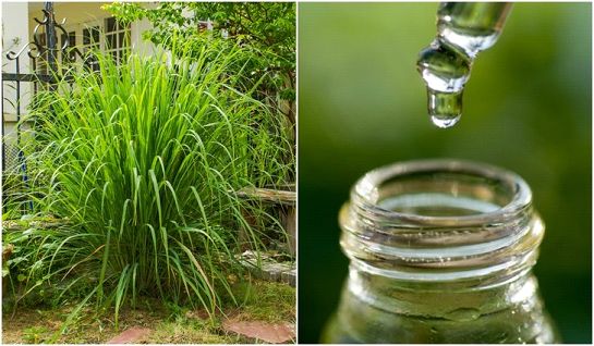 Citronella Essential Oil, Form : Liquid