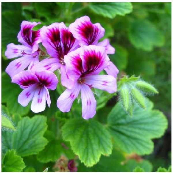 Geranium Essential Oil, Purity : 100%