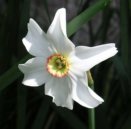 Narcissus Attar