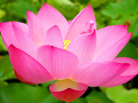 Pink lotus absolute, Purity : 100%