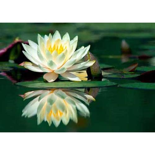 White Lotus Absolute, Purity : 100%