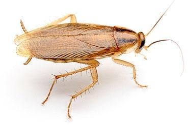 German Cockroach Pest Control Services