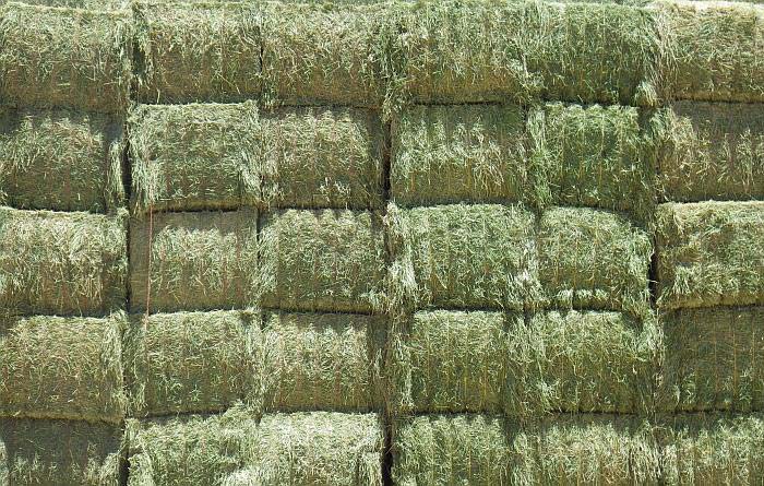 Natural Alfalfa Hay, for Cattle Feed