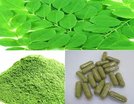 moringa oleifera leaves and Powder