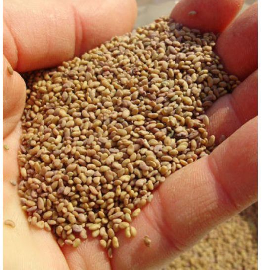 alfalfa-seeds-manufacturer-in-delhi-india-by-azure-international-id