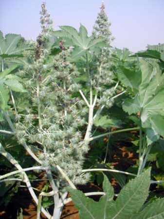 Castor Seeds Biofuel