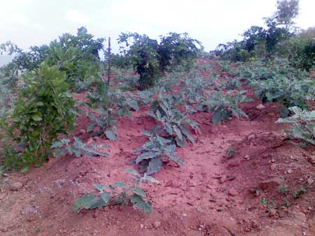 Pongamia Biofuel