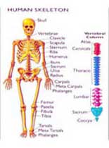 Anatomical Human Model