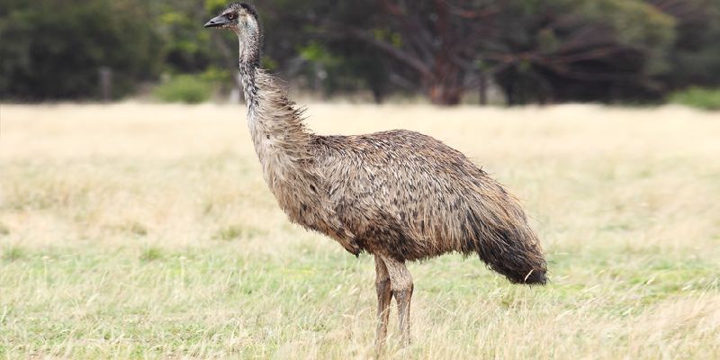 Emu Feeds