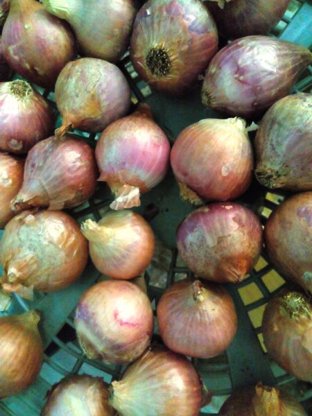 BILSA onions, Style : Shining in Sun