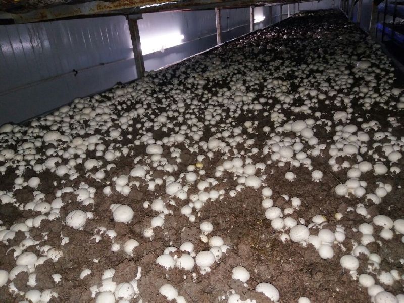 Services - Mushroom Cultivation Training from Bangalore Karnataka India