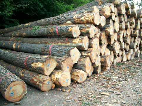 PW-002 Pine Wood Logs