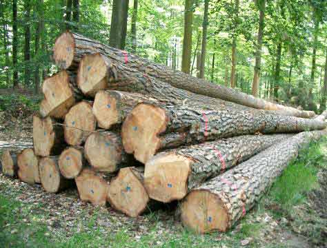 PW-004 German Pine Wood Logs