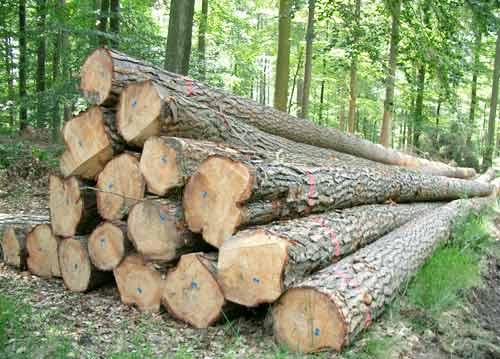PW-005 Pine Wood Logs
