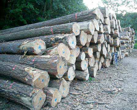 PW-006 Pine Wood Logs