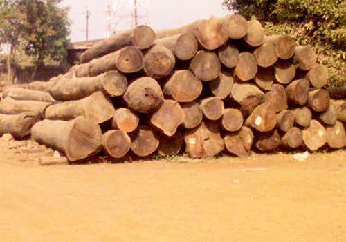 SW-003 Indian Sal Wood Logs