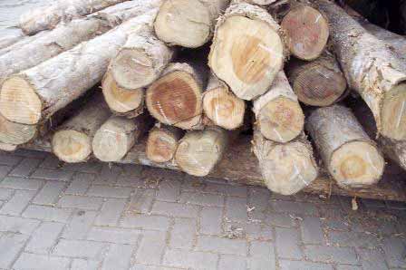 TW-003 Columbian Teak Wood Logs
