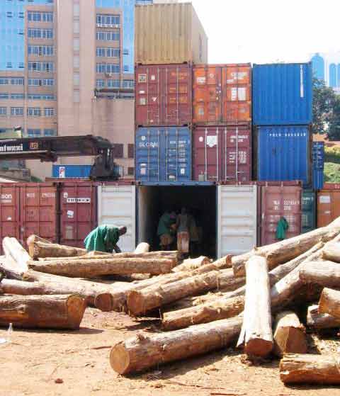 TW-010 Ghana Teak Wood Log